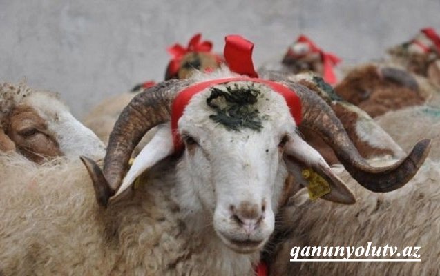 Azərbaycanda Qurban bayramı qeyd olunur